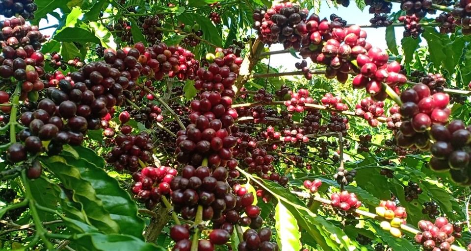 Phòng trừ rệp muội, rệp vảy nâu – vảy xanh hại cà phê