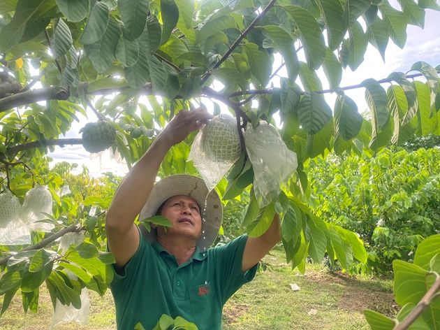 Trồng na Thái ra trái to bự, nhiều người đến vườn của anh nông dân Đắk Lắk xem