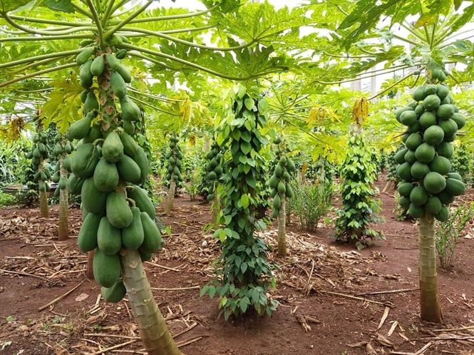 Đu đủ xen tiêu mang lại hiệu quả kép