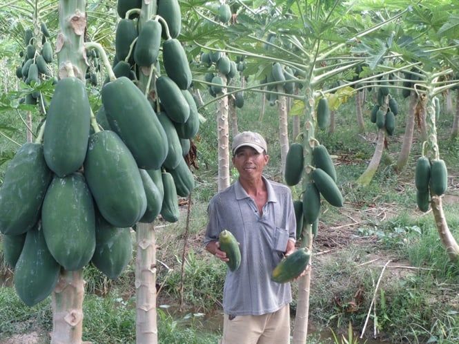 Bí quyết trồng đu đủ đạt hiệu quả cao