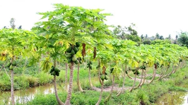 Thua lỗ vì đu đủ