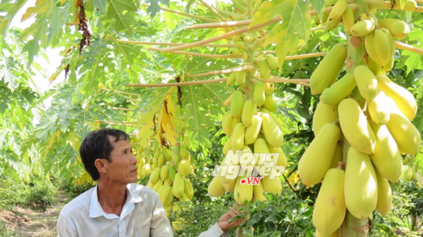 Sung túc nhờ trồng cây chưng Tết