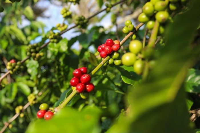 Giá cà phê ngày 28/9: Giá cà phê lại quay đầu giảm