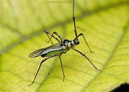 Bọ xít muỗi (Helopeltis sp.) hại cà phê và cách phòng trừ