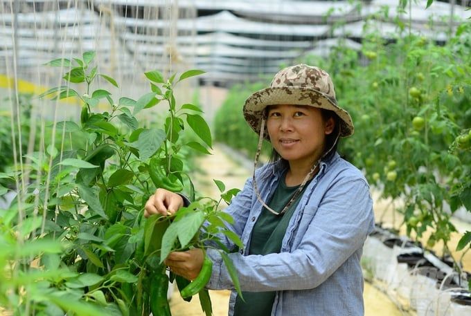 Nông trại hữu cơ theo tiêu chuẩn Mỹ