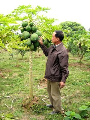 Nhờ cây đu đủ giống mới