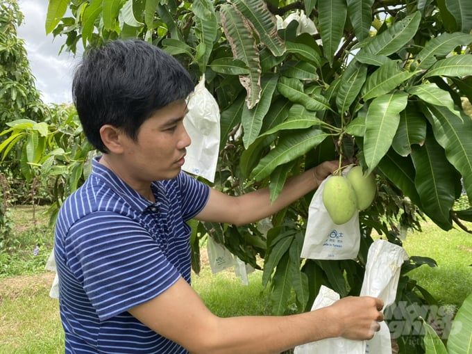 Mô hình 'Cây xoài nhà tôi' giúp giá bán cao hơn 5.000 đồng/kg