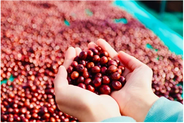 Giá cà phê ngày 30/9: Cà phê Arabica tiếp tục giảm sâu, Robusta điều chỉnh nhẹ