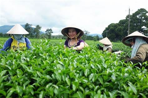 Trồng cây dược liệu quý, một thầy giáo ở Đà Nẵng tạo việc làm, thu nhập tốt cho nhiều lao động