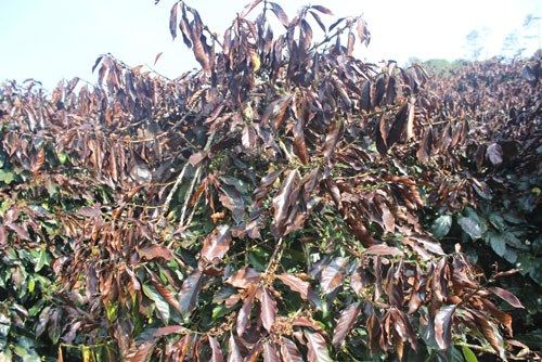 Biện pháp khắc phục hiện tượng sương muối gây hại trên cây cà phê