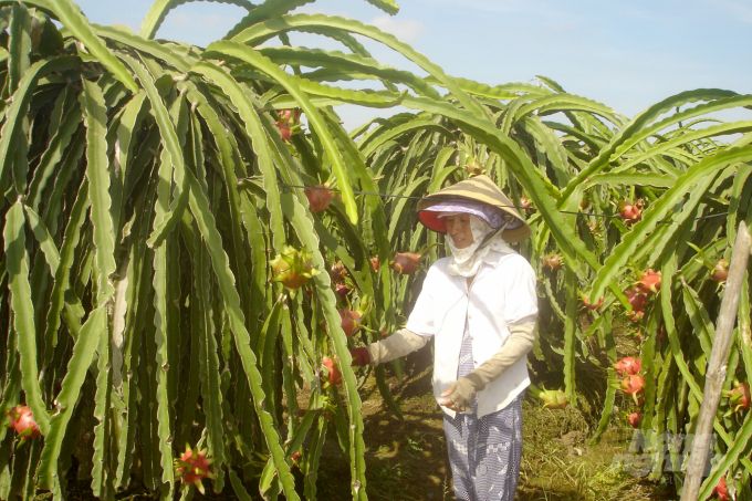 Tính trước việc tiêu thụ cho trái cây Nam bộ