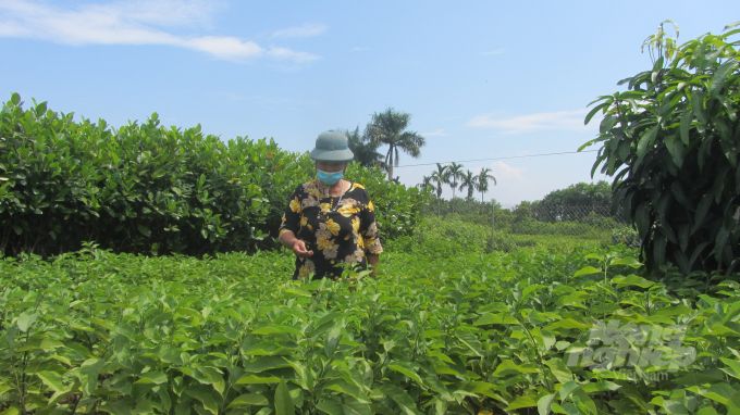 Chuyện bà Vừng làm giống cây ăn quả