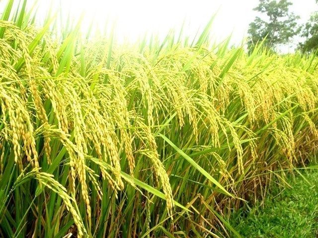 Ấn Độ sắp hạ giá sàn gạo basmati, giá lúa, gạo xuất khẩu của Việt Nam ra sao?