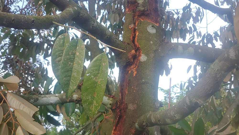 Sâu đục thân gây hại sầu riêng 