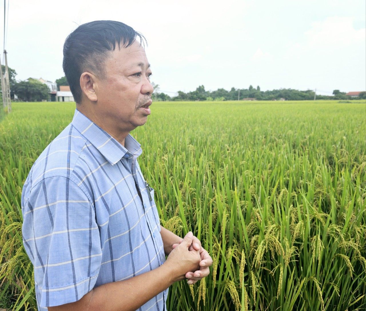 Nơi nông dân tự làm phân vi sinh, thuốc thảo mộc để làm lúa hữu cơ