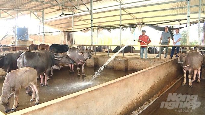 Chăn nuôi trâu, bò hàng hóa an toàn sinh học