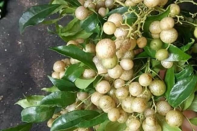 Quả dại phổ biến của người Tày, trước rụng đầy sân vứt đi không tiếc, nay được săn lùng với giá đắt đỏ