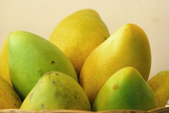 Hỗ trợ tiêu thụ xoài cát Hòa Lộc ở An Giang