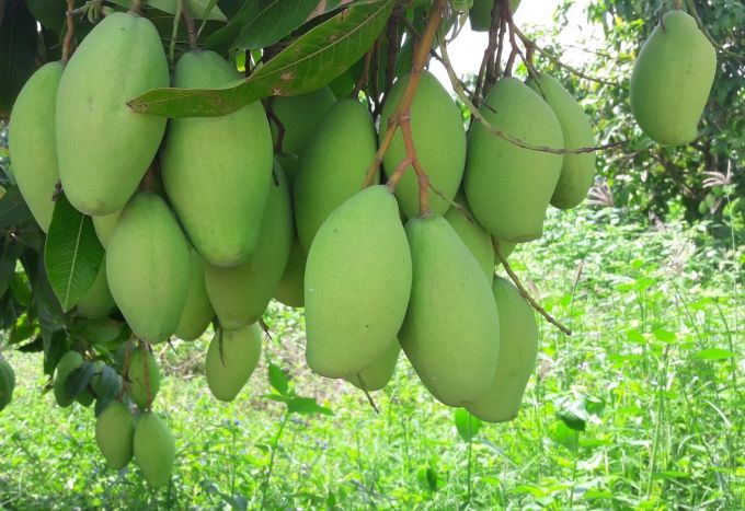 Xoài Campuchia được xuất khẩu sang Trung Quốc