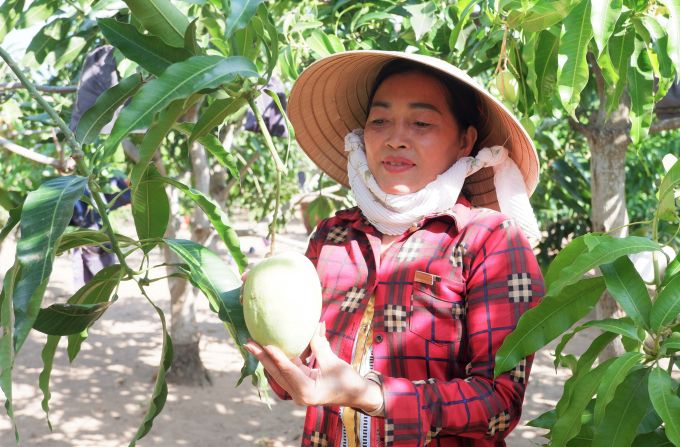 Mở rộng vùng xoài Tứ Quý