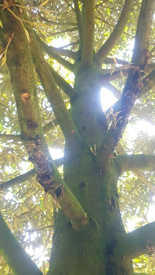 Quản lý bệnh Phytophthora gây hại trên cây sầu riêng 