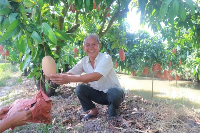 Xoài hồng trên đất lúa
