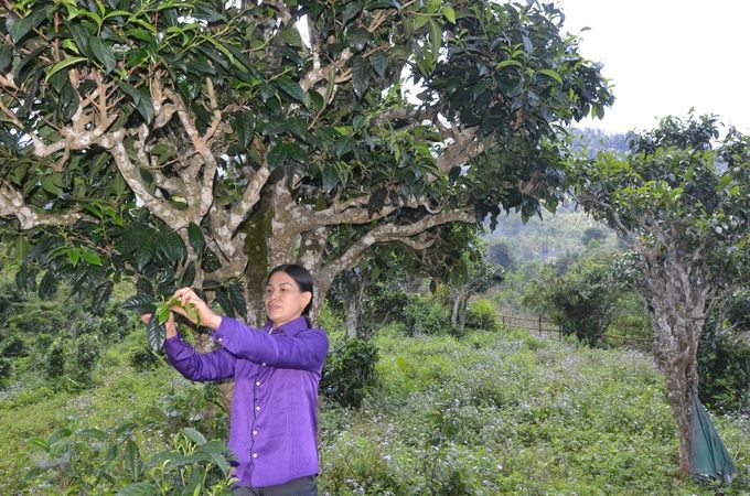 Bảo tồn khẩn cấp chè shan tuyết cổ thụ