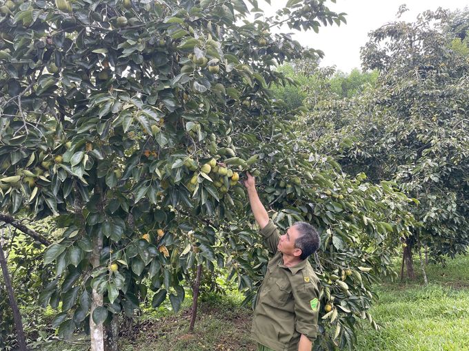 Hồng vuông trĩu quả ở vùng đất thiêng Đồng Lộc