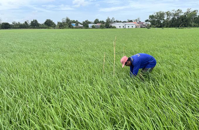 Triển khai Đề án 1 triệu ha lúa chất lượng cao từ vụ đông xuân