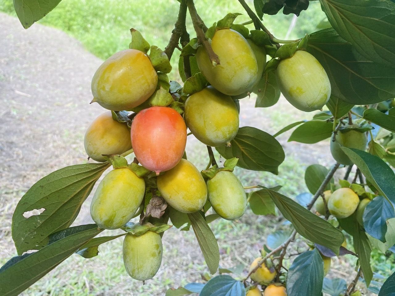 Nao lòng đặc sản mùa thu Bắc Kạn