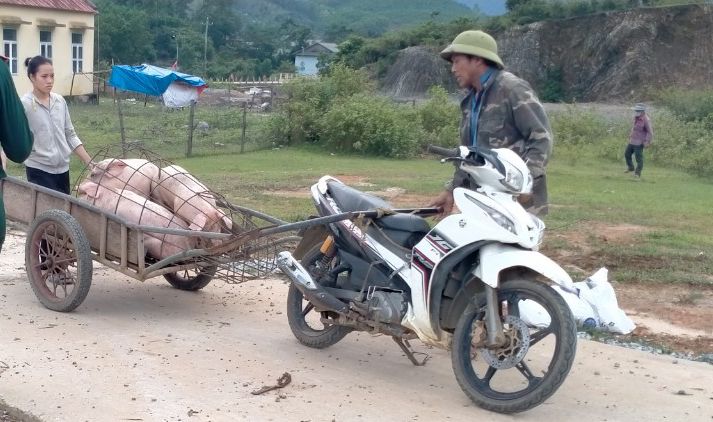 Dịch tai xanh, tả lợn Châu Phi tái phát ở Quảng Bình