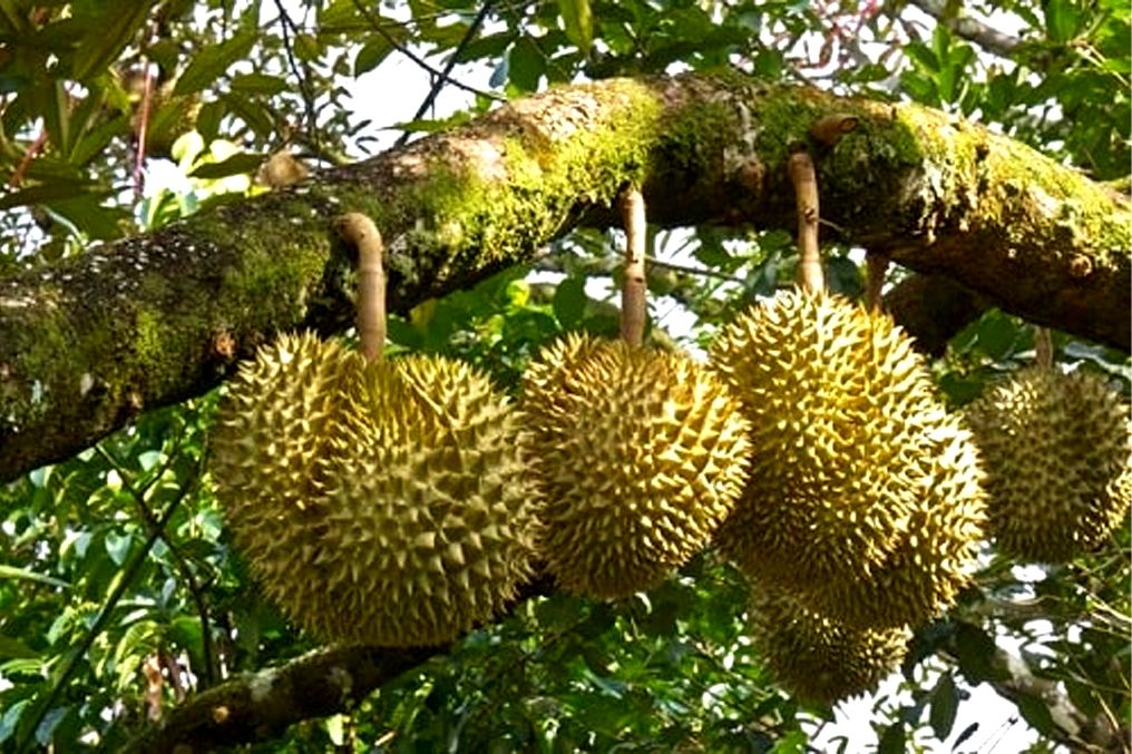 Giá sầu riêng ngày 7/10: Sầu riêng Thái đẹp được mua cao nhất tại miền Tây Nam bộ