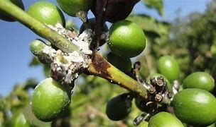 Rệp sáp phấn hại cây cà phê và cách phòng trừ
