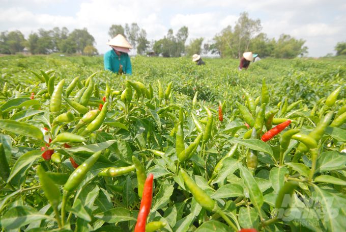 Đồng Tháp lên phương án tiêu thụ 12 loại nông sản chủ lực