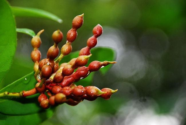 Thứ quả nghe tên thì 'chết ngất' nhưng có hương vị thơm ngon, ăn một lần là nhớ mãi