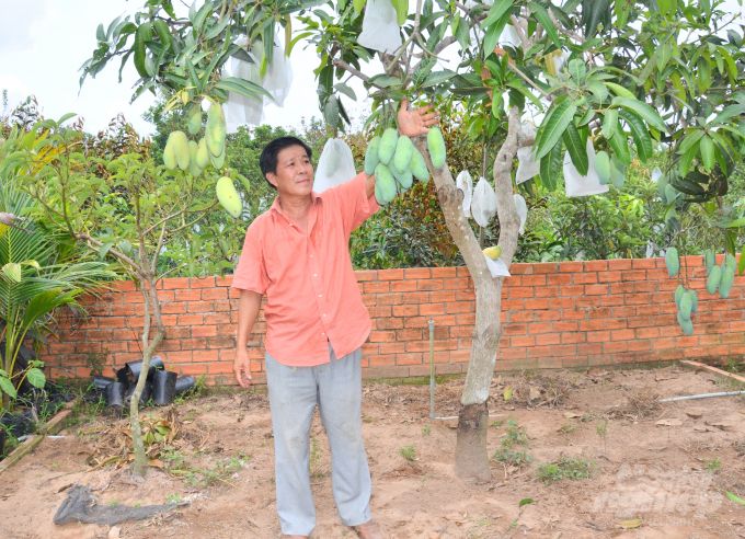 Nhà vườn Bến Tre chọn lọc giống xoài ngon