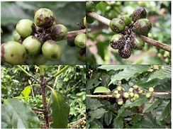 Bệnh thối quả trên cây cà phê