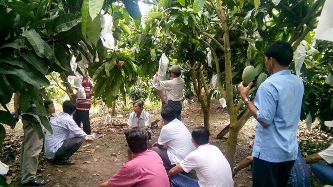 An Giang: Sản lượng xoài đạt trên 115 nghìn tấn, tăng 20 nghìn tấn