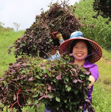 Nữ nông dân Sa Pa 