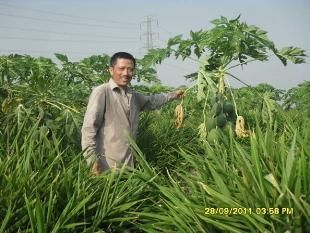 Trồng xen gừng dé với đu đủ lai