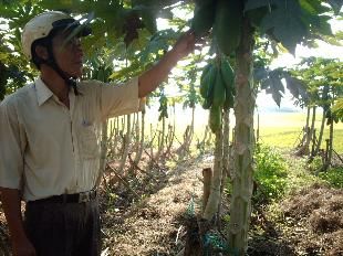 Bí kíp trồng đu đủ mùa mưa