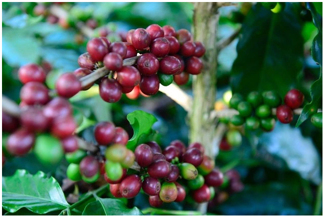 Rệp sáp hại cà phê và cách phòng trừ hiệu quả