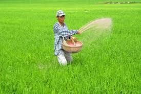 Bắc thơm số 7 mất mùa cục bộ, thoái hóa chất lượng