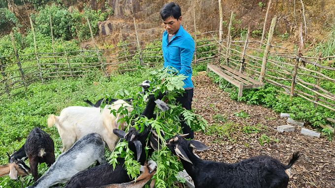 Hỗ trợ con giống cho các mô hình sinh kế vùng miền núi