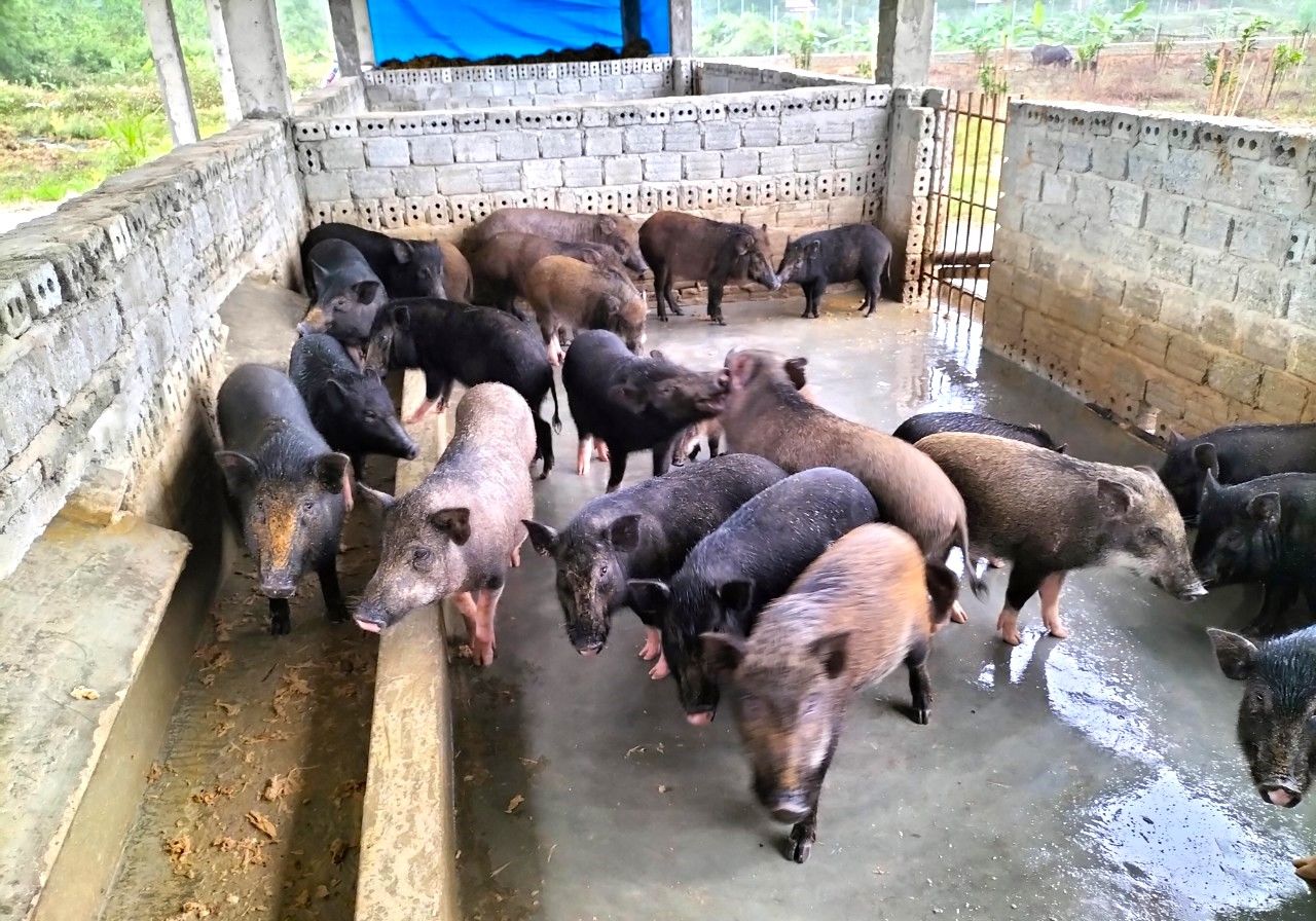 Nuôi heo bản địa giúp đồng bào miền núi thoát nghèo