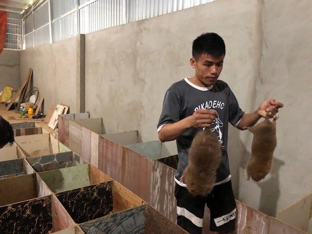 Tình cờ nuôi dúi, túi rủng rỉnh tiền