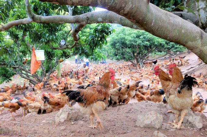 Doanh nghiệp Việt chăn nuôi lớn sẽ là đối trọng với doanh nghiệp FDI