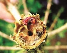 Sâu đục thân mình trắng hại cà phê (Xylotrechus quadripes)