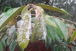 Rầy phấn (rầy nhảy, rầy trắng - Allocaridara malayensis) hại sầu riêng