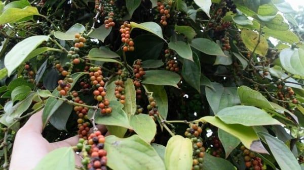Xây dựng thương hiệu cho cà phê, tiêu, điều, heo và gà